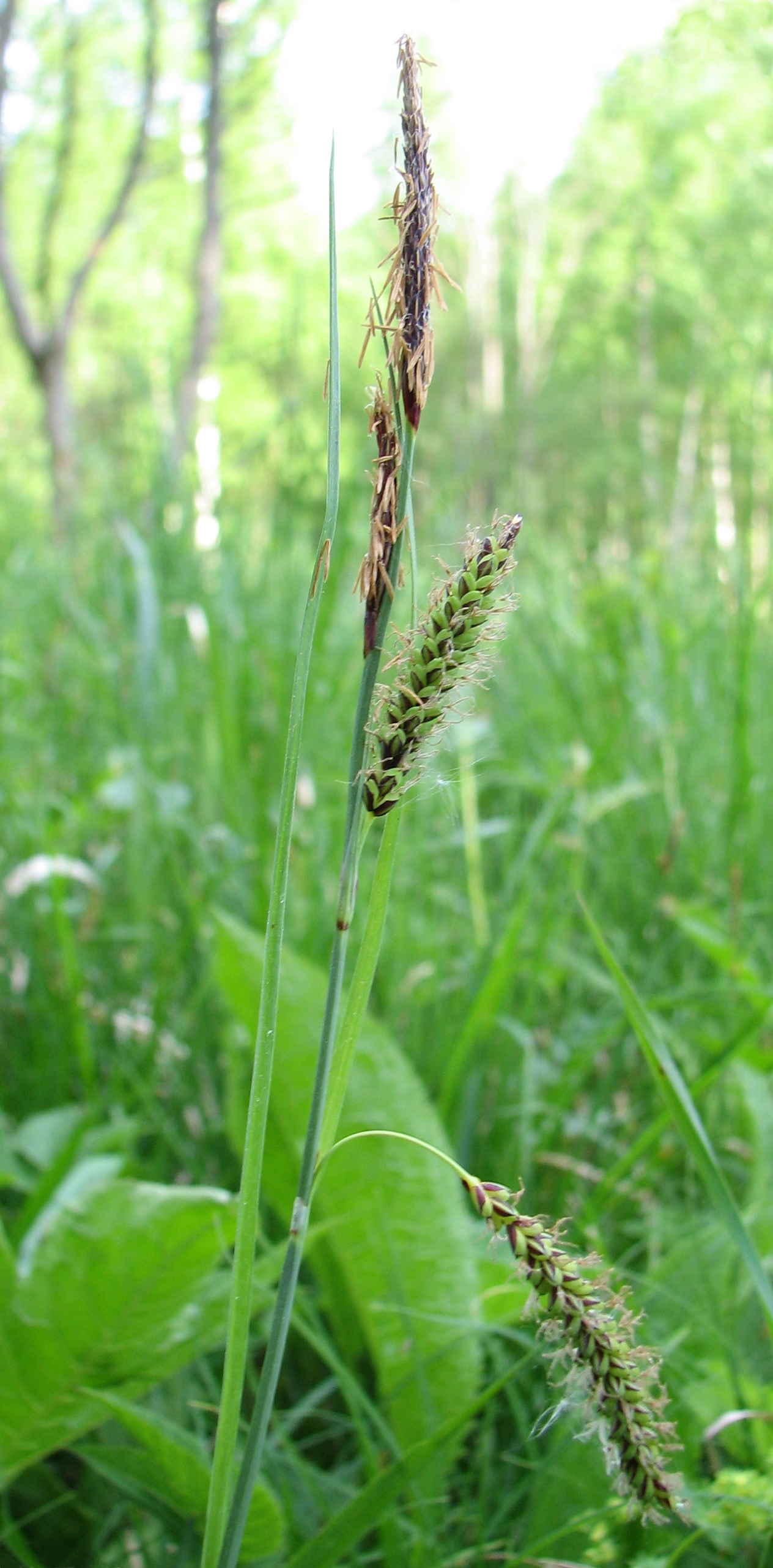 Heath sedge: Carex flacca. Gatchina, Leningrad oblast, Russia