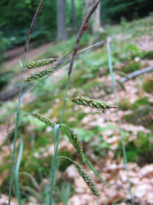 Heath sedge: Blaugrüne Segge Carex flacca , Gliensee, Mecklenburg-Vorpommern