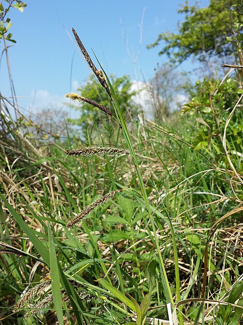 Heath sedge: Habitus Taxonym: Carex flacca (subsp. flacca) ss Fischer et al. EfÖLS 2008 ISBN 978-3-85474-187-9 Location: Dernberg, Nappersdorf-Kammersdorf, district Hollabru