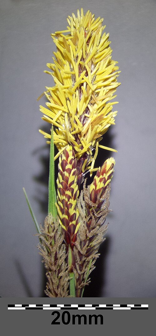 Heath sedge: ♂ spikes (at the top) Taxonym: Carex flacca (subsp. flacca) ss Fischer et al. EfÖLS 2008 ISBN 978-3-85474-187-9 Location: Latschenberg near Altenmarkt im Thale,
