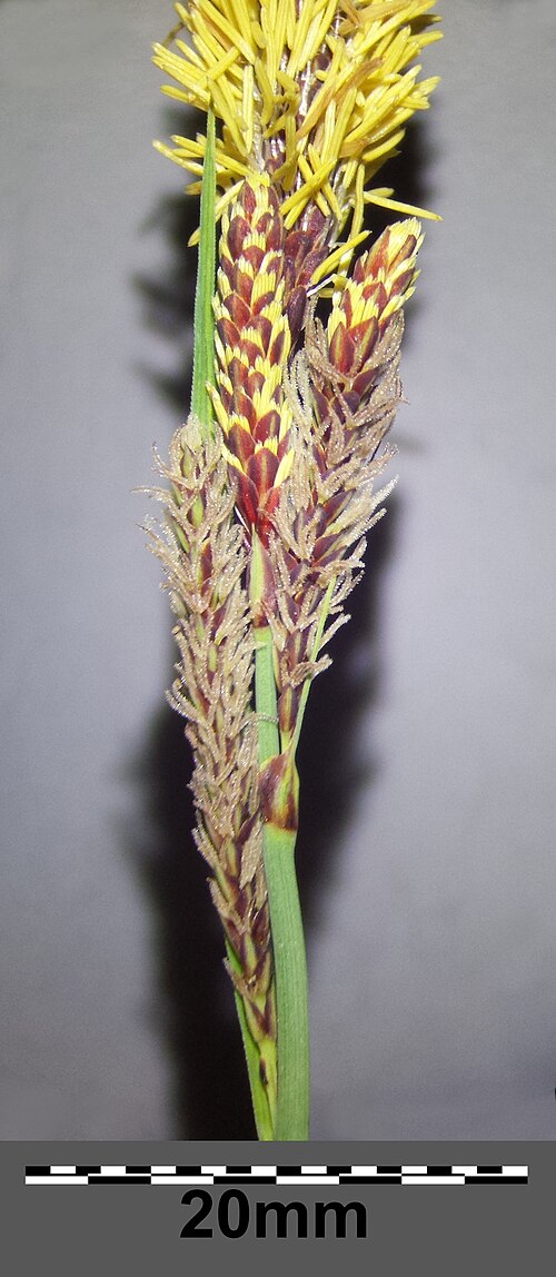 Heath sedge: ♀ spikes (at the bottom) Taxonym: Carex flacca (subsp. flacca) ss Fischer et al. EfÖLS 2008 ISBN 978-3-85474-187-9 Location: Latschenberg near Altenmarkt im Tha
