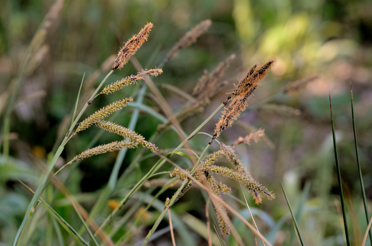 Heath sedge: Carex flacca