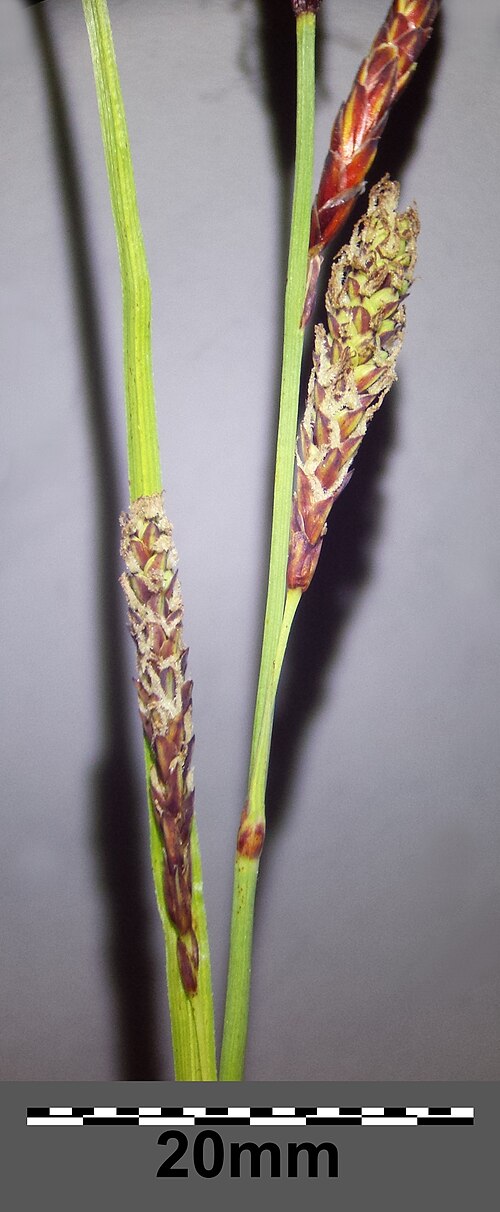 Heath sedge: ♀ spikes Taxonym: Carex flacca (subsp. flacca) ss Fischer et al. EfÖLS 2008 ISBN 978-3-85474-187-9 Location: Steinberg near Niederhollabrunn, district Korneubur