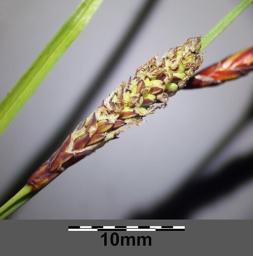Heath sedge: ♀ spike Taxonym: Carex flacca (subsp. flacca) ss Fischer et al. EfÖLS 2008 ISBN 978-3-85474-187-9 Location: Steinberg near Niederhollabrunn, district Korneuburg