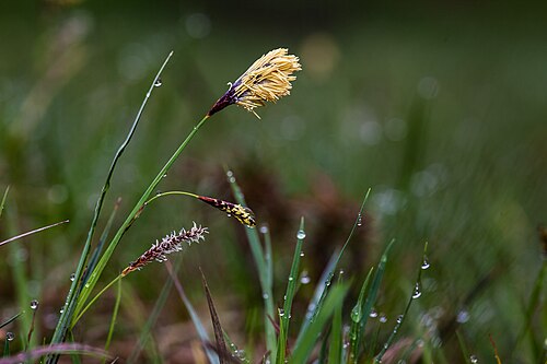 Heath sedge: Carex flacca ?