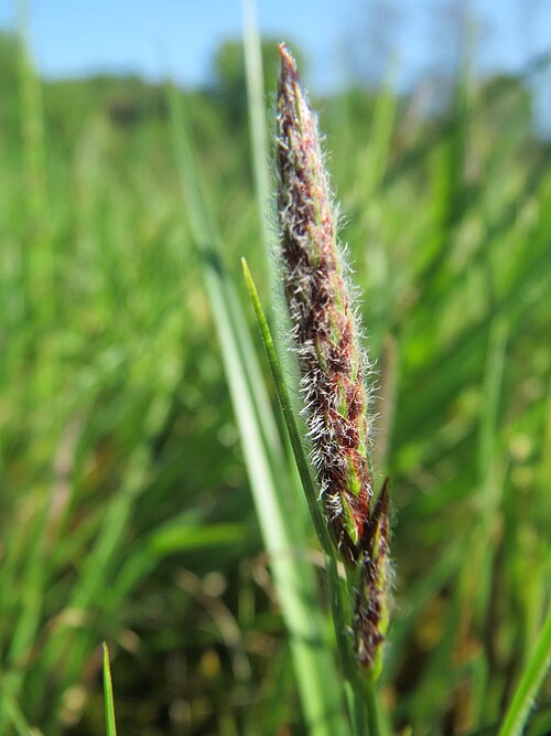 Hairy sedge: Behaarte Segge ( Carex hirta ) in den Horststückern
