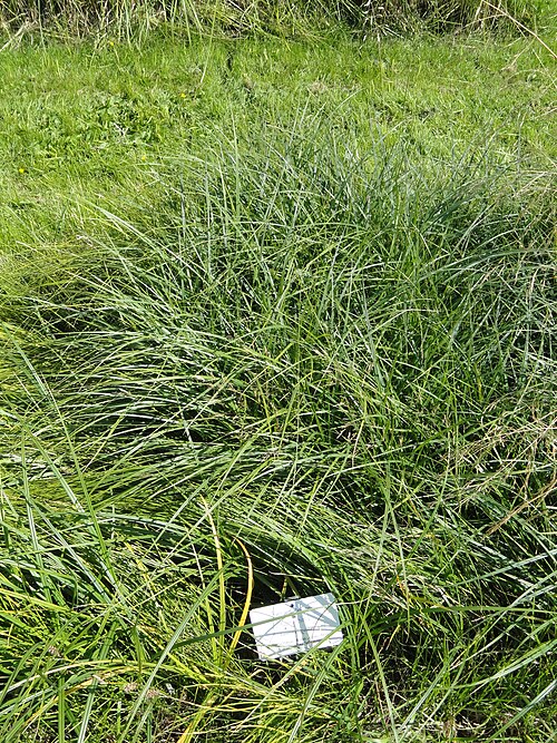 Hairy sedge: Botanical specimen. The University of Helsinki Botanical Garden at Kaisaniemi