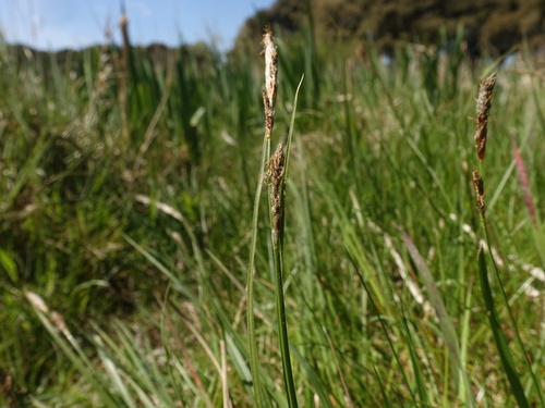 Hairy sedge (Carex hirta)