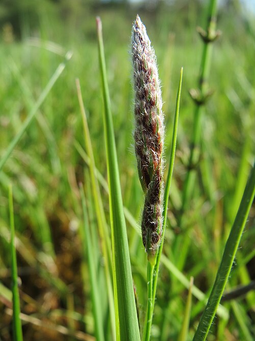 Hairy sedge: Behaarte Segge ( Carex hirta ) in den Horststückern