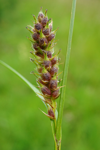 Hairy sedge (Carex hirta)