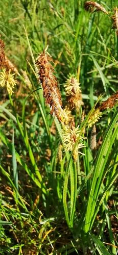 Hairy sedge (Carex hirta)