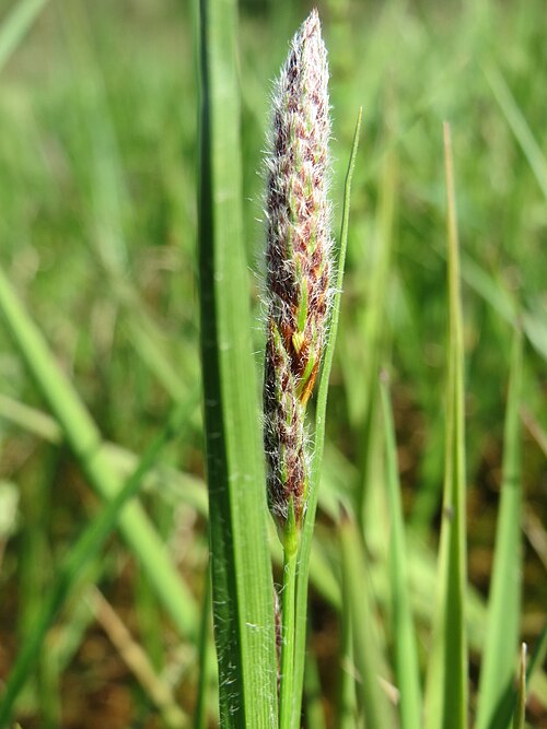 Hairy sedge: Behaarte Segge ( Carex hirta ) in den Horststückern