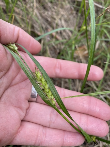 Hairy sedge (Carex hirta)