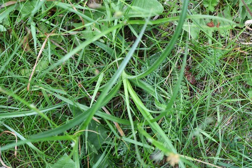 Hairy sedge (Carex hirta)