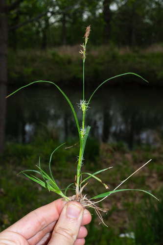 Hairy sedge (Carex hirta)