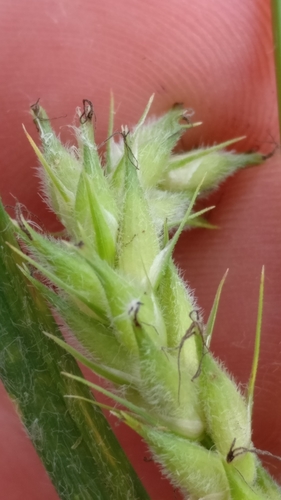 Hairy sedge (Carex hirta)
