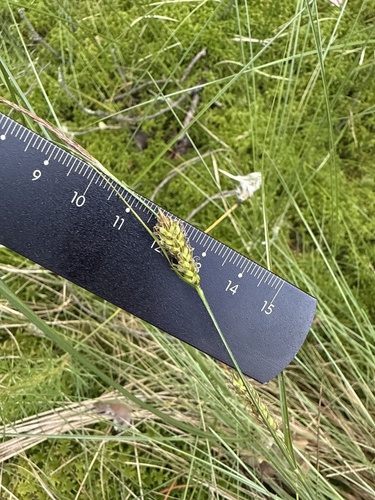 Woollyfruit sedge (Carex lasiocarpa)