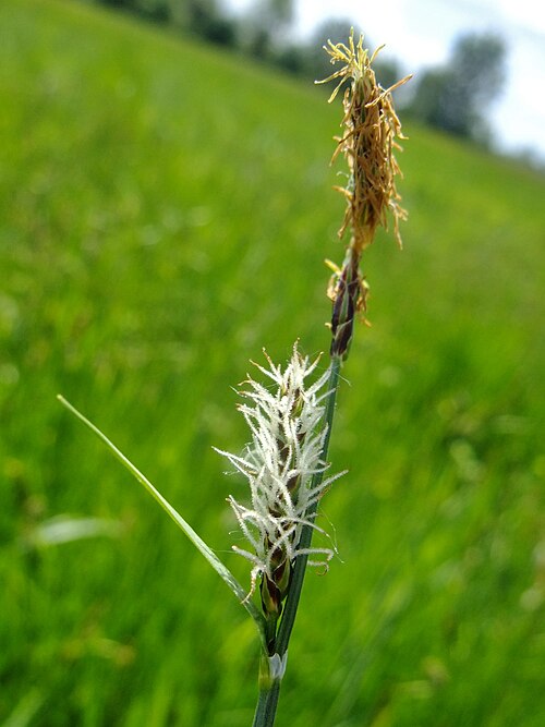 Woollyfruit sedge: Carex lasiocarpa
