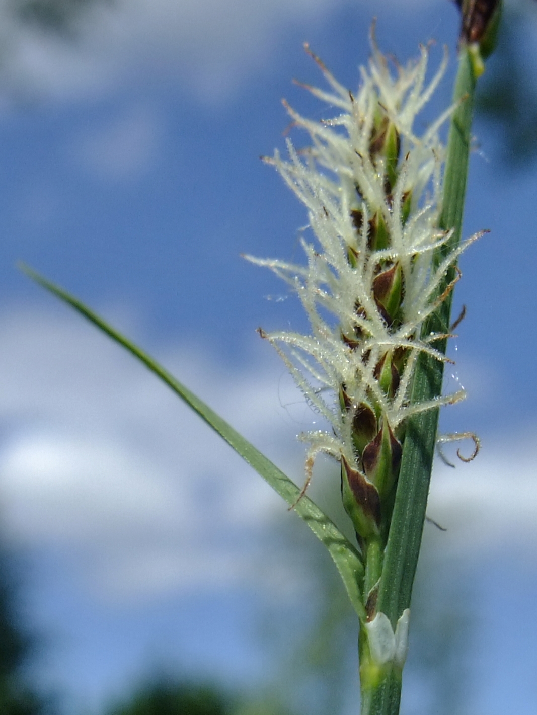 Woollyfruit sedge: Carex lasiocarpa