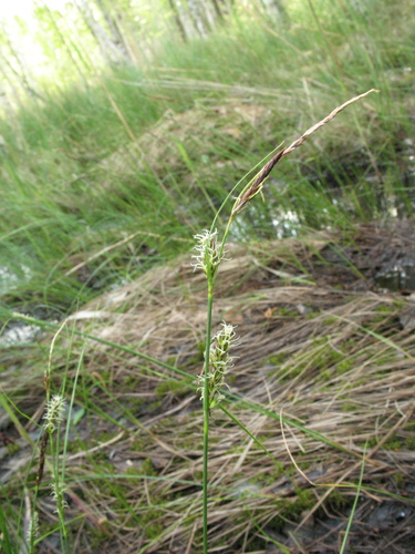 Woollyfruit sedge (Carex lasiocarpa)
