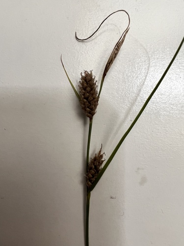 Woollyfruit sedge (Carex lasiocarpa)