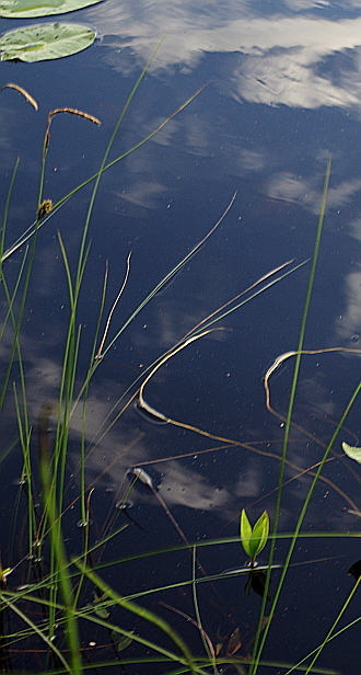 Woollyfruit sedge (Carex lasiocarpa)