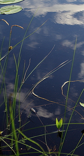 Woollyfruit sedge (Carex lasiocarpa)