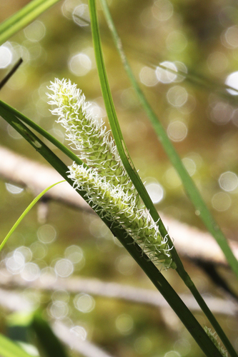 Woollyfruit sedge (Carex lasiocarpa)