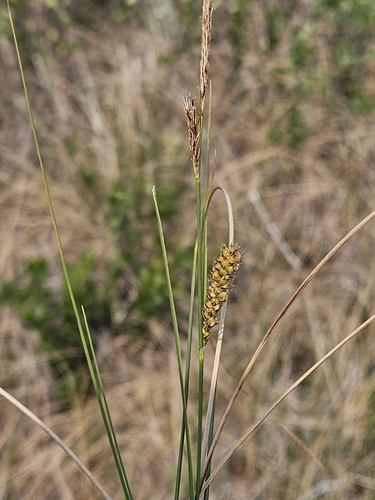Woollyfruit sedge (Carex lasiocarpa)