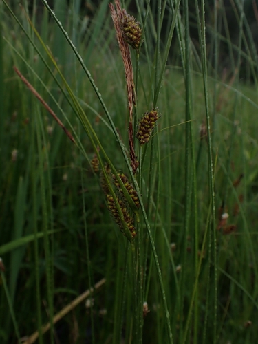 Woollyfruit sedge (Carex lasiocarpa)