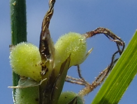 Woollyfruit sedge: Carex lasiocarpa