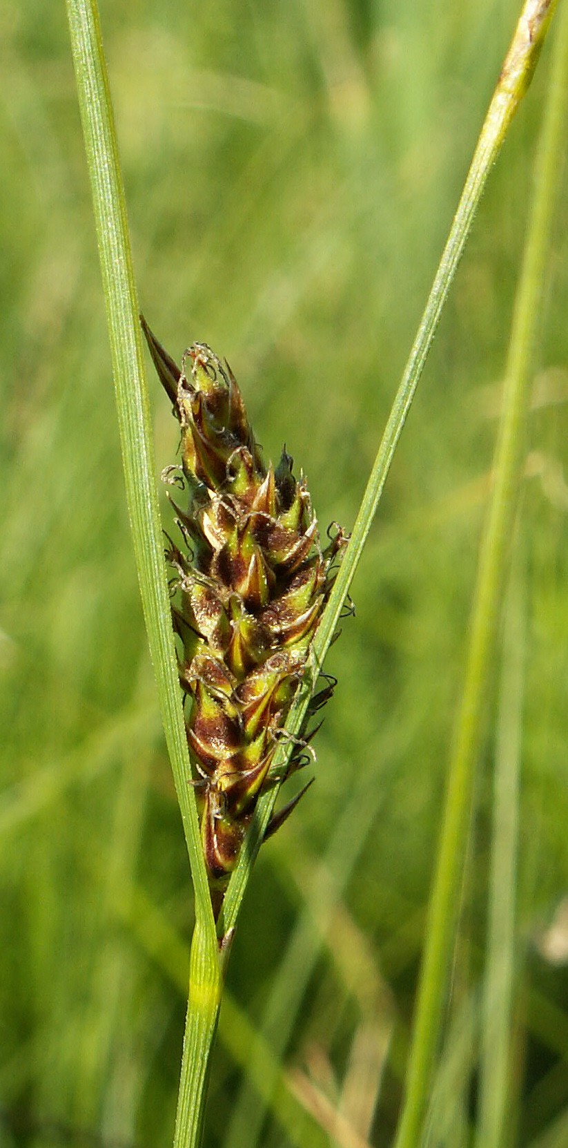 Woollyfruit sedge: Carex lasiocarpa, female spike. Czaplinek, NW Poland