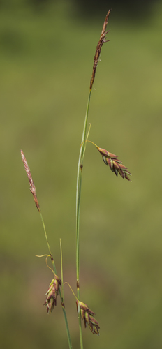 Mud sedge (Carex limosa)
