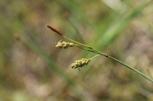 Mud sedge (Carex limosa)