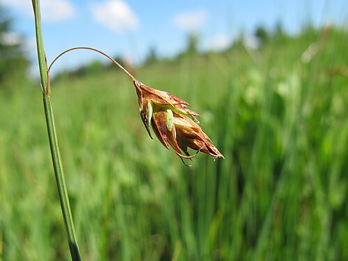 Mud sedge: Carex limosa