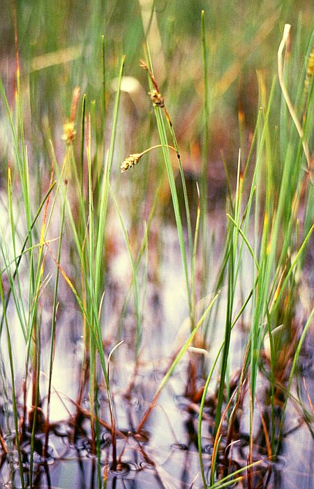 Mud sedge: Schlamm-Segge ( Carex limosa ), Sauergräser (Cyperaceae) - Österreich/Austria/Autriche: Niederösterreich, Oberes Ybbstal, „Auf den Mösern“ SW Neuhaus