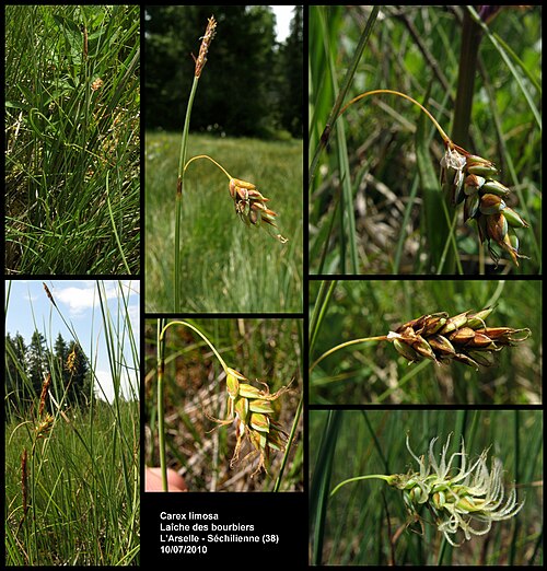 Mud sedge: Carex limosa