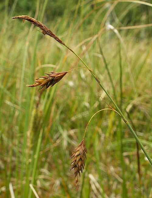 Mud sedge: Carex limosa. Głowacz Reserve, Insko Lakeland, NW Poland
