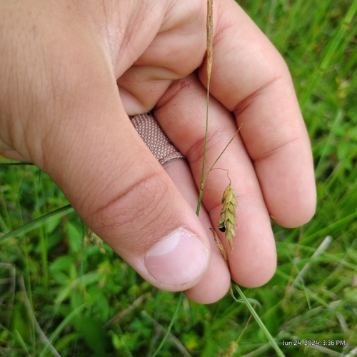 Mud sedge (Carex limosa)