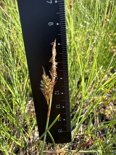 Mud sedge (Carex limosa)