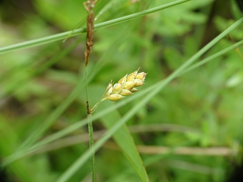 Mud sedge (Carex limosa)