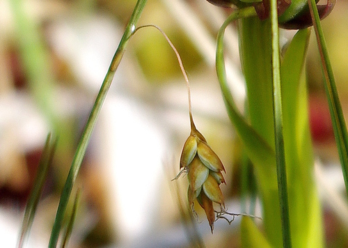 Mud sedge (Carex limosa)