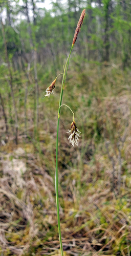 Mud sedge (Carex limosa)