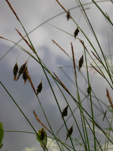 Mud sedge (Carex limosa)