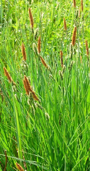 Common sedge: vermutlich Carex nigra