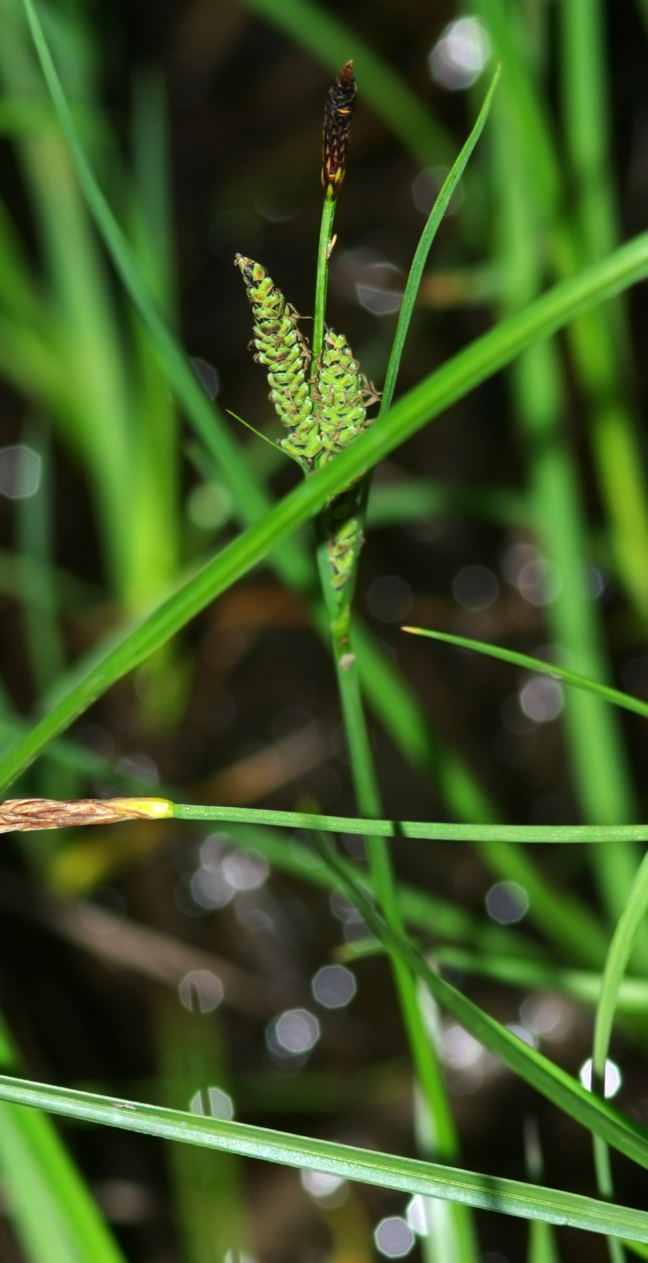 Common sedge: Turzyca pospolita (Carex nigra) - Młaki nad Pogorią I / Dąbrowa Górnicza