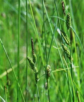 Common sedge: Carex nigra