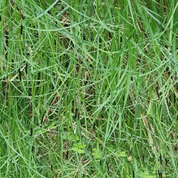 Common sedge (Carex nigra)