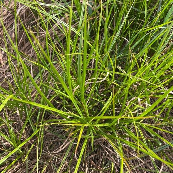 Common sedge (Carex nigra)