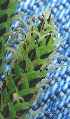 Common sedge: vermutlich Carex nigra